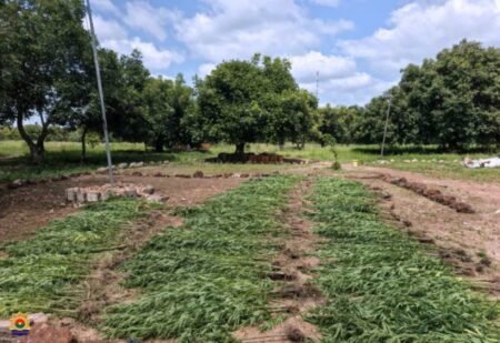 Trafic de chanvre indien : La Gendarmerie Nationale démantèle un réseau de cultivateurs et revendeurs locaux à Guiaro