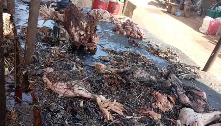 Abattage de volailles : La Police Municipale contrôle et ferme des sites non conformes